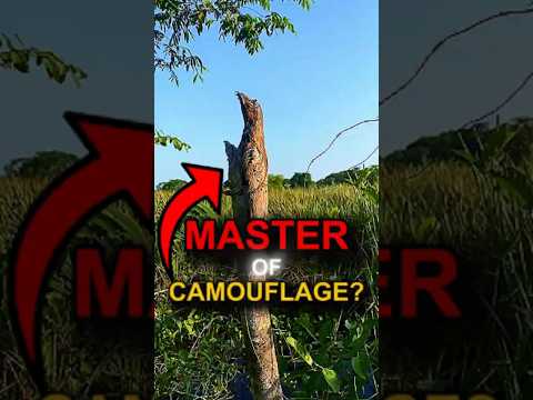 These Creatures Are Masters of Camouflage🤯