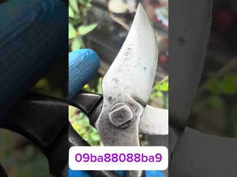 Giao lưu chia sẽ cùng ae đam mê nghệ thuật tools art for bonsqi #bonsai #bonsaitools #bonsaiart