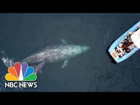 Watch: Whale shows off newborn calf to whale-watching boat off California coast