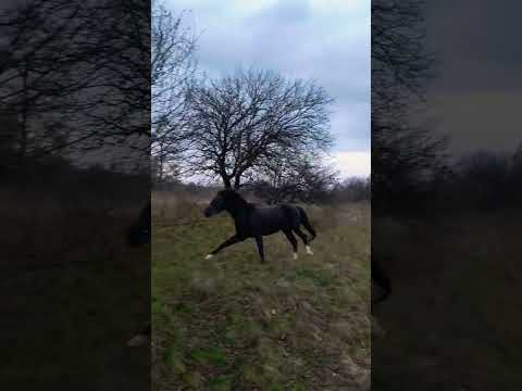Вільний КІНЬ - Галоп 🐎❤️🔥❤️🔥❤️🔥 29 жовтня 2025 р. #моядомашняконюшня