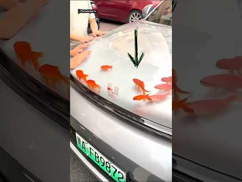 Why are Chinese people putting fish on the hoods of their cars?#fish #facts #shorts