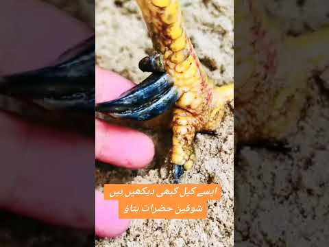 #aseelmurga #assel #chickenbreeds #birds #roosterfarm #chickentypes #murga #cheenaaseel