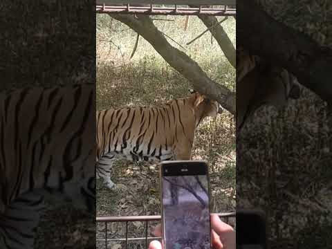 Bannerghatta NATIONAL Park Tiger&White Tiger 🐯#bannerghatta #shortsfeed #youtubeshorts