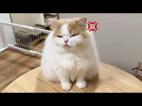 とあることで不機嫌になりしっぽでペチペチしてくる猫が可愛すぎました！