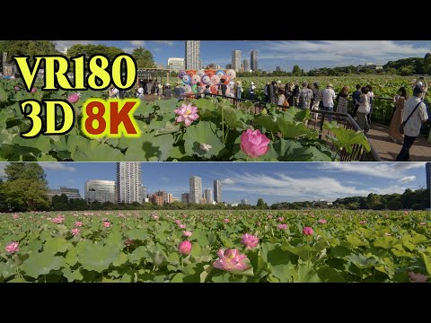 [ 8K 3D VR180 ] 見頃を迎えた上野公園不忍池の蓮の花 2025 Lotus flowers at Shinobazu Pond in Tokyo Ueno Park