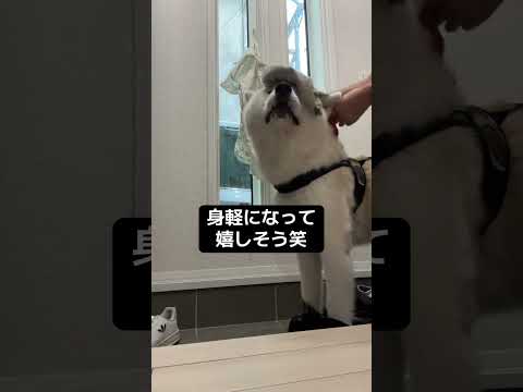 #akitainu 雨散歩から帰ってきた秋田犬