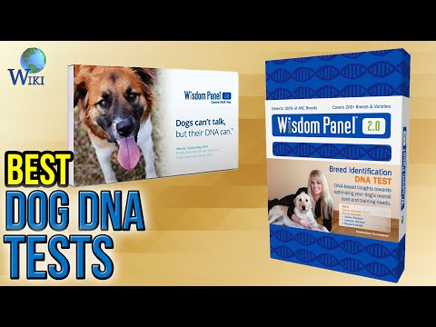 6 Best Dog DNA Tests 2017 - UCXAHpX2xDhmjqtA-ANgsGmw