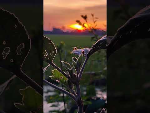 অহংকারের তো কোনো কারনই আমাদের নেই। #sunset #islamicstatus #waz #mizanur_rahman_azhari