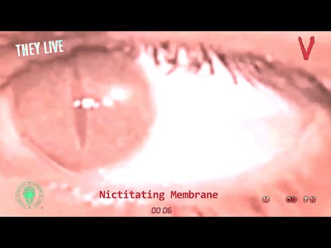 REPTILIAN SHAPESHIFTER NICTITATING MEMBRANE CLOSE UP!