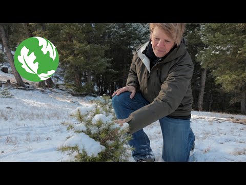 Climate Solutions: Reforestation