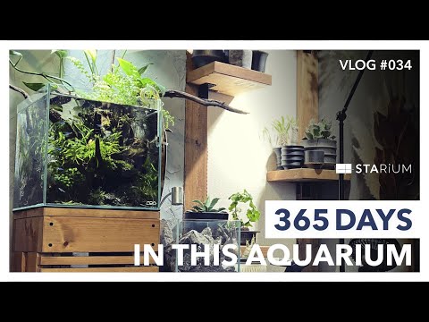 【アクアリウム】グリーンネオンテトラの綺麗な陰性水草水槽の立ち上げから365日間の軌跡/365 days in this Aquarium/vlog #034