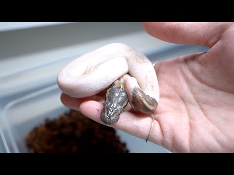 双子が産まれて2ヶ月…