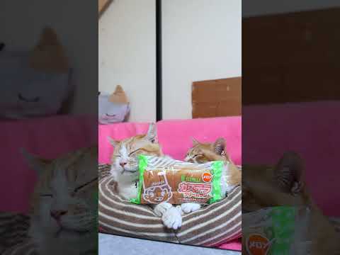 猫の動画サムネイル - カステラクリームサンド メロン　250620　#ねこ　#のせ猫　 #cat #cute #猫のいる暮らし #ネコ　 #猫のいる生活