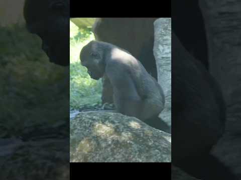 台北市立動物園の金剛猩猩のユーモアと癒やしの動画 サムネイル