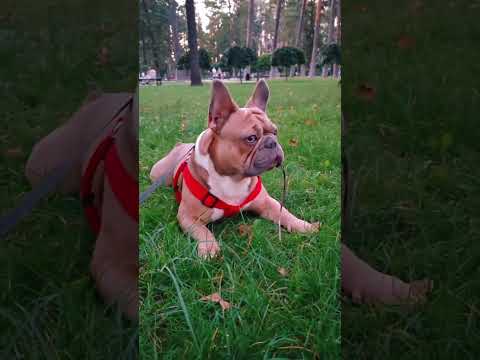 #frenchbulldog #tandemmtb #bulldogfrances #frenchie #puppy #frenchbulldoglife #bulldog #pets #poki