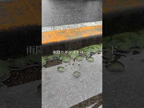 第一京浜雨降りのギンゴケロード