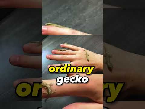 Cloning🦎Geckos🤯| ft. Dr Plants