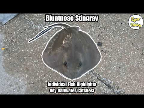 Bluntnose stingray (hypanus say) & saltwater fish i've caught video thumbnail