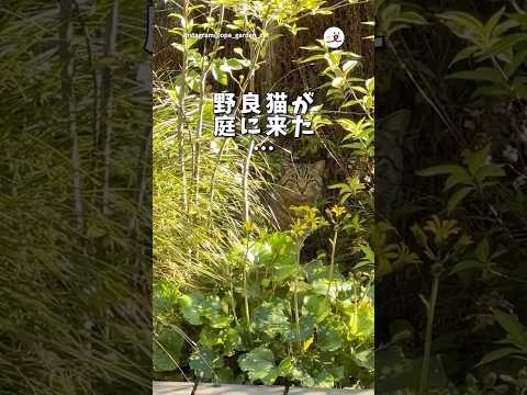 猫の動画サムネイル - 【保護猫】野良猫が家猫になった件｜PECO