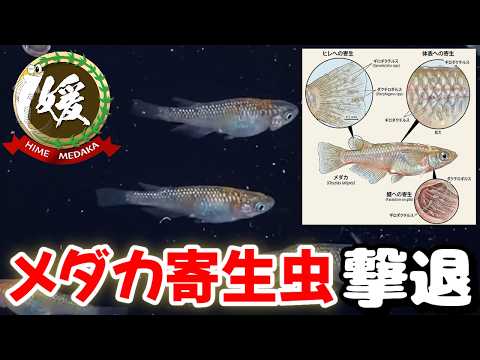 メダカの寄生虫を撲滅せよ！ギロダクチルスにダクチロギルスやコショウ病にパラクリア！