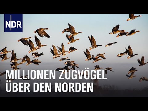 Zugvögel: Zwischenstopp im Wattenmeer | Nordseereport | NDR Doku