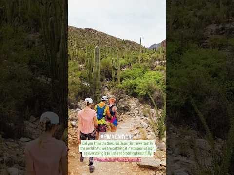 Did you know the Sonoran Desert in the wettest in the world? And we are catching it in monsoon…