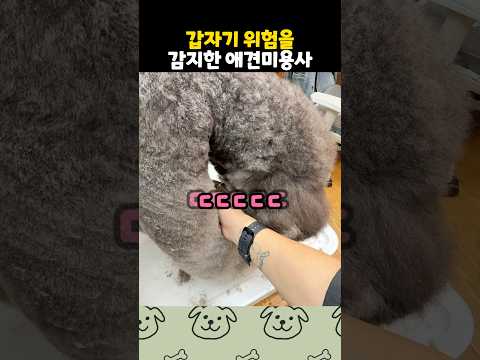 직감적으로 위험을 감지한 <strong>애견미용사</strong>