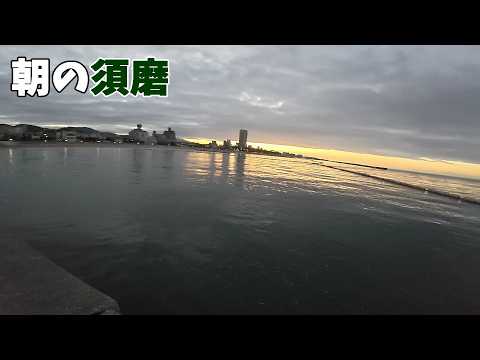 朝の須磨はアレが釣れます。