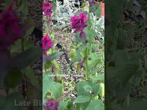 Scarlet Bee-Balm attracts pollinators! #garden #medicinalplants