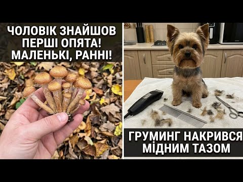 10.11.26. Міккі залишився не стриженим