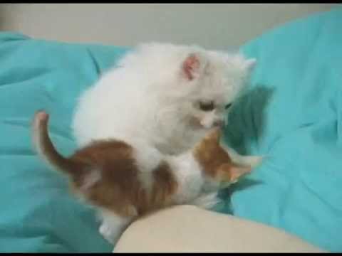 ポメ　と　子猫