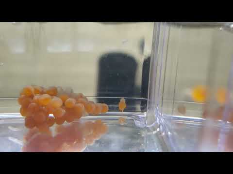 #albino bristlenose plecos hatching Caught some footage of the babies hatching. It was so cool to watch it live! Enjoy!