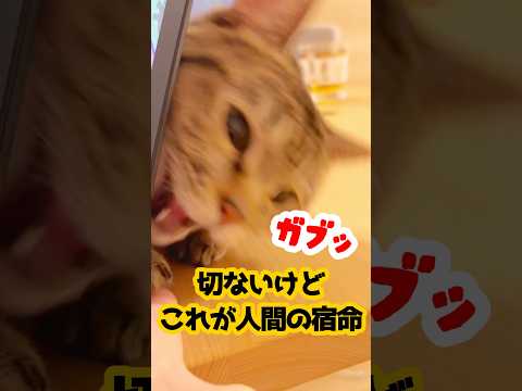 猫から汚いもの扱いされる人間。 #猫のいる暮らし #保護猫 #猫動画 #shorts