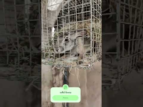 #bhojpuri #rabbit #love #haryanvisong