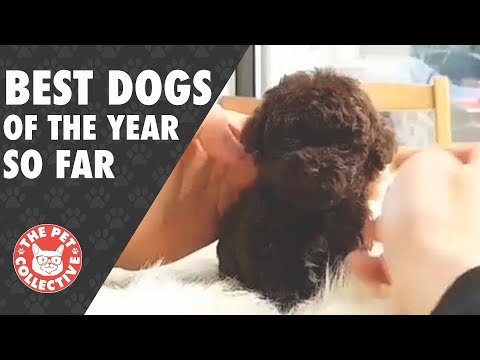 Best Dog Videos of the Year 2017 - UCPIvT-zcQl2H0vabdXJGcpg