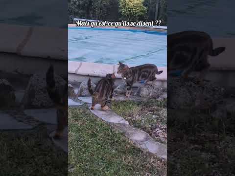 Des bisous 🫶😻 #chat #chatmignon #cat #chatdrole