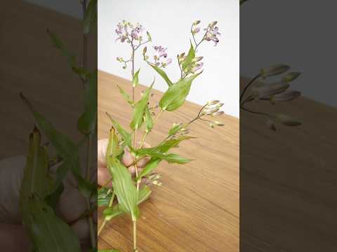 百均の器にたった3本で飾るお花 #asmr #生け花 #shorts