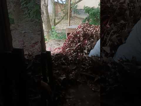 #song #khesarilalkajalraghwani #love #hindiganabhojpuriganakaiselikhe #hindisong #sad #music #funny