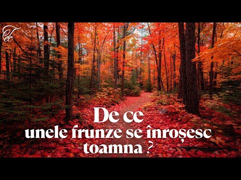 #De ce unele frunze se înroșesc toamna ? - #De ce-urile lumii- Ep 07
