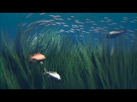 Posidonia herbarium | AFP