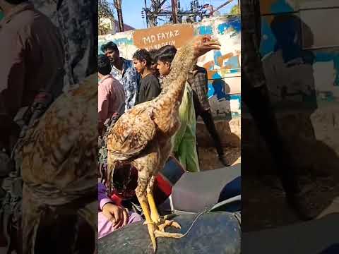 #Aseel#murga#fighter