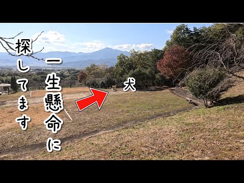 【散歩中】なんでこうなるの・・・。 #メイちゃんねる