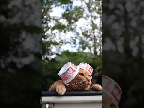 かわいい猫といちごフロートの癒し映像2025年版 サムネイル