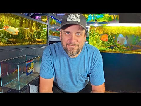 Setting Up More Fish Tanks... On a Budget Setting Up  Fish Tanks On a Budget

Uncommon Aquatics is a place for all lovers of fish keeping and 