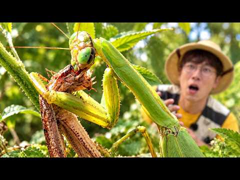 사마귀의 모든 것을 <strong>알아보자</strong> [놀라운 생생탐험]