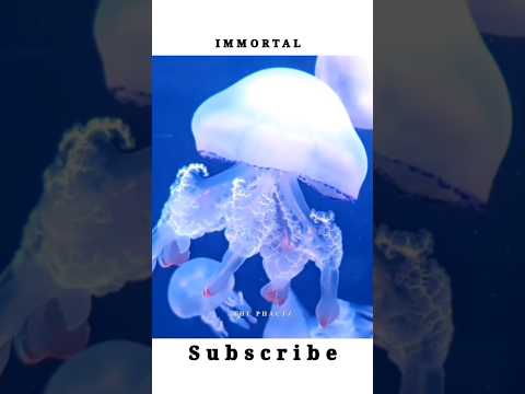 #thephactz IMMORTAL JELLYFISH 🪼