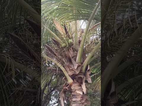 🥥 Coconut paste#farming #agriculture #viral