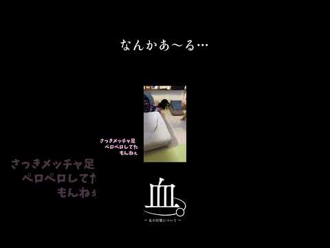 足から謎に出血して一大事な柴犬～サカナクション「怪獣」の替え歌を添えて～