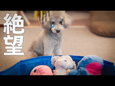 大切なおもちゃを洗濯されて絶望するトイプードルが人間すぎる