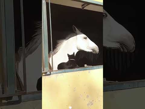 The Most Hilariously Cute Dog#funnydogs#cute#doglover#FunnyCuteDog#AdorablePuppy#FunnyCuteDog